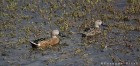 Spatula platalea