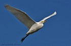 Ardea alba