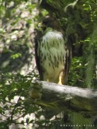 Buteo albigula