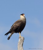 Caracara plancus