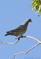 Patagioenas maculosa