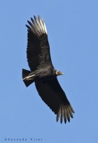 Coragyps atratus