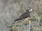 Falco femoralis