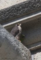 Falco peregrinus