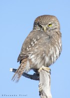 Glaucidium nana