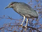 Nycticorax nycticorax