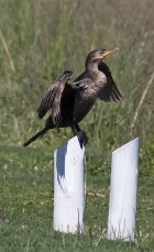 Phalacrocorax brasilianus