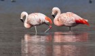 Phoenicopterus chilensis