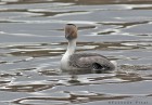 Podiceps occipitalis