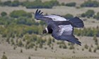 Vultur gryphus