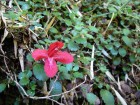 Asteranthera ovata