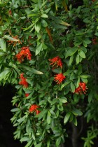 Embothrium coccineum