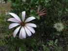 Mutisia spinosa