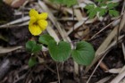 Viola magellanica
