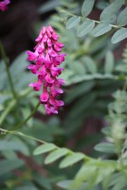 Vicia nigricans