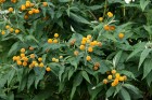 Buddleja globosa