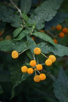 Buddleja globosa