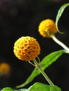 Buddleja globosa