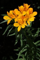 Alstroemeria aurea