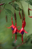 Fuchsia magellanica
