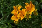 Alstroemeria aurea