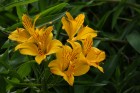 Alstroemeria aurea