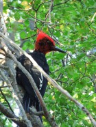 Campephilus magellanicus