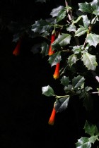 Desfontainia fulgens