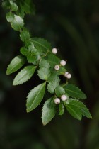 Azara lanceolata