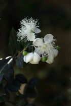 Luma apiculata
