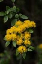 Azara lanceolata