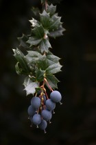 Berberis darwinii