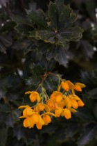 Berberis ilicifolia