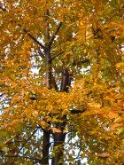 Nothofagus obliqua