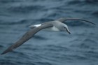 Thalassarche chrysostoma