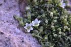 Arenaria serpens