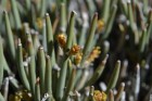 Ephedra multiflora