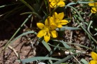 Sisyrinchium macrocarpum