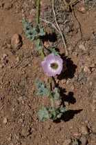 Sphaeralcea philippiana