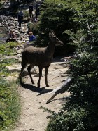 Hippocamelus bisulcus