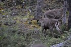 Hippocamelus bisulcus