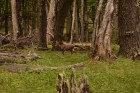 Hippocamelus bisulcus