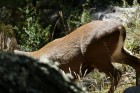 Hippocamelus bisulcus