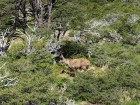 Hippocamelus bisulcus