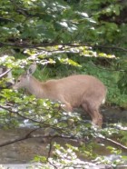 Hippocamelus bisulcus
