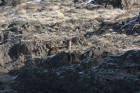 Hippocamelus bisulcus