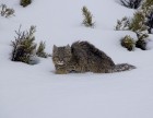 Leopardus pajeros