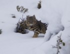 Leopardus colocolo