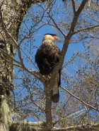 Caracara plancus