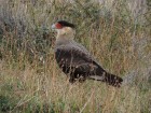 Caracara plancus